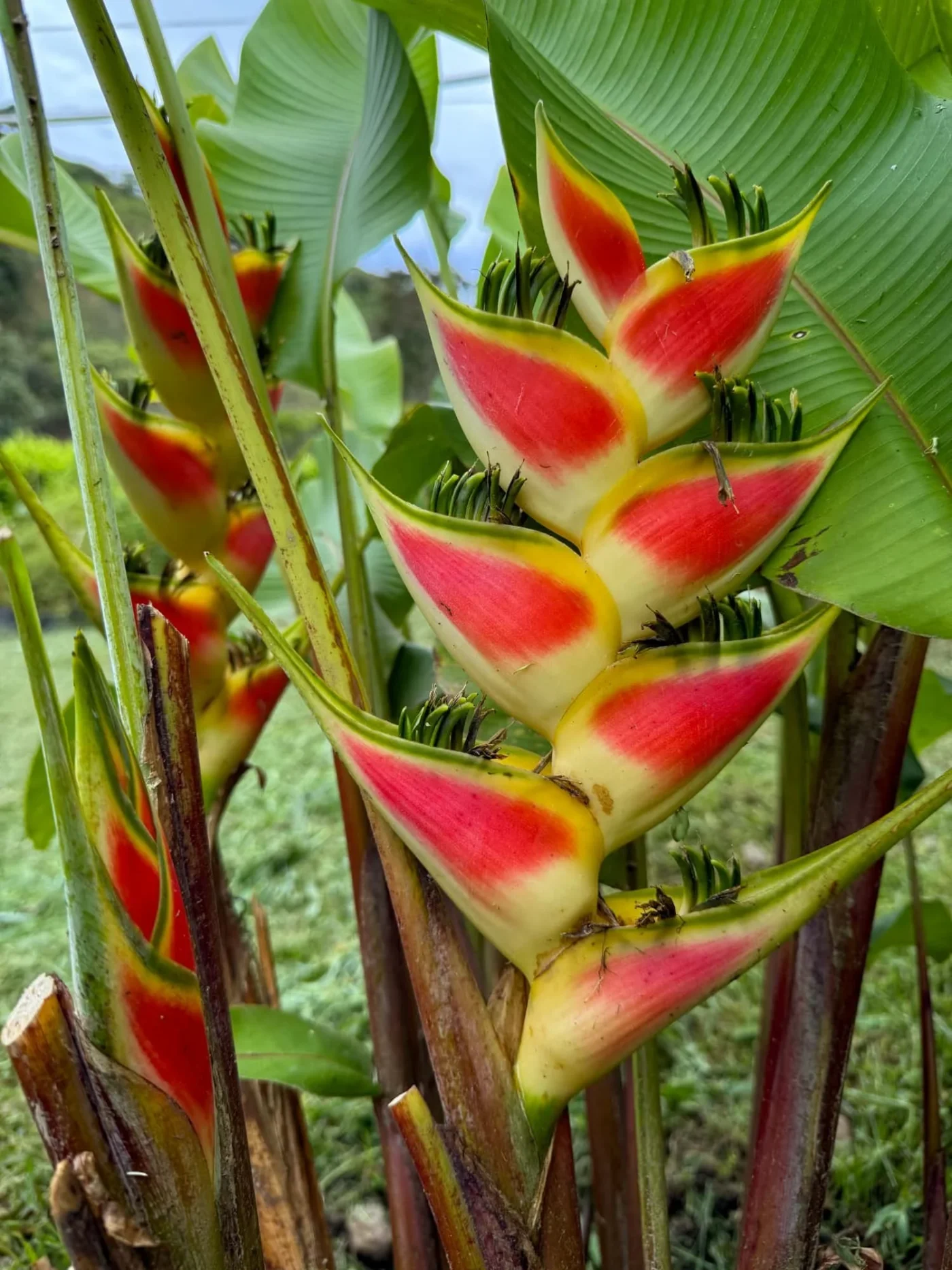 Heliconia wagneriana