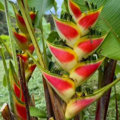 Heliconia wagneriana