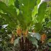 Heliconia wagneriana