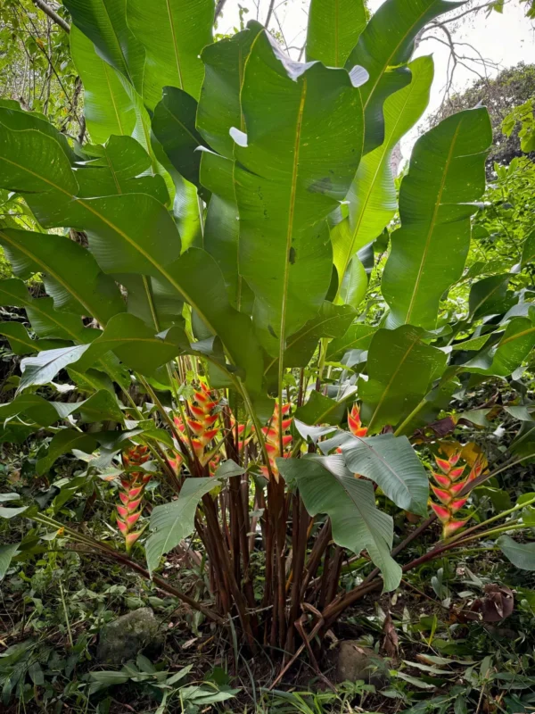 Heliconia wagneriana