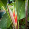Heliconia wagneriana
