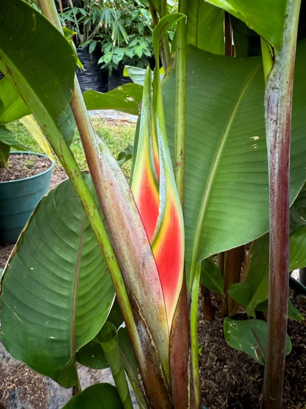 Heliconia wagneriana
