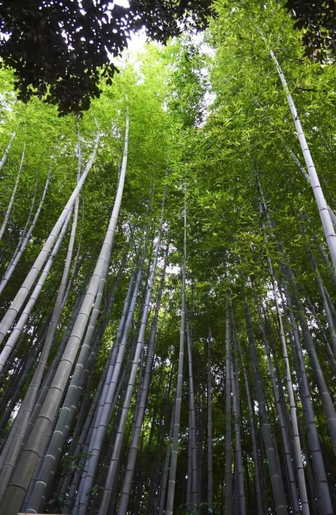 Phyllostachys edulis (Bambú Moso)