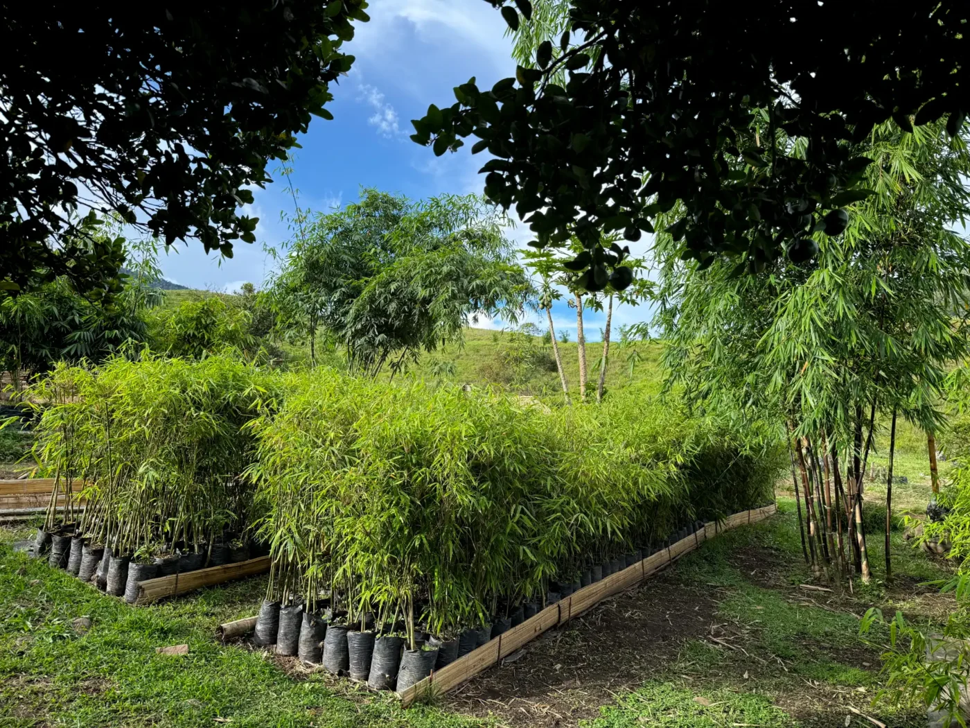 Plantas de Bambusa bambos