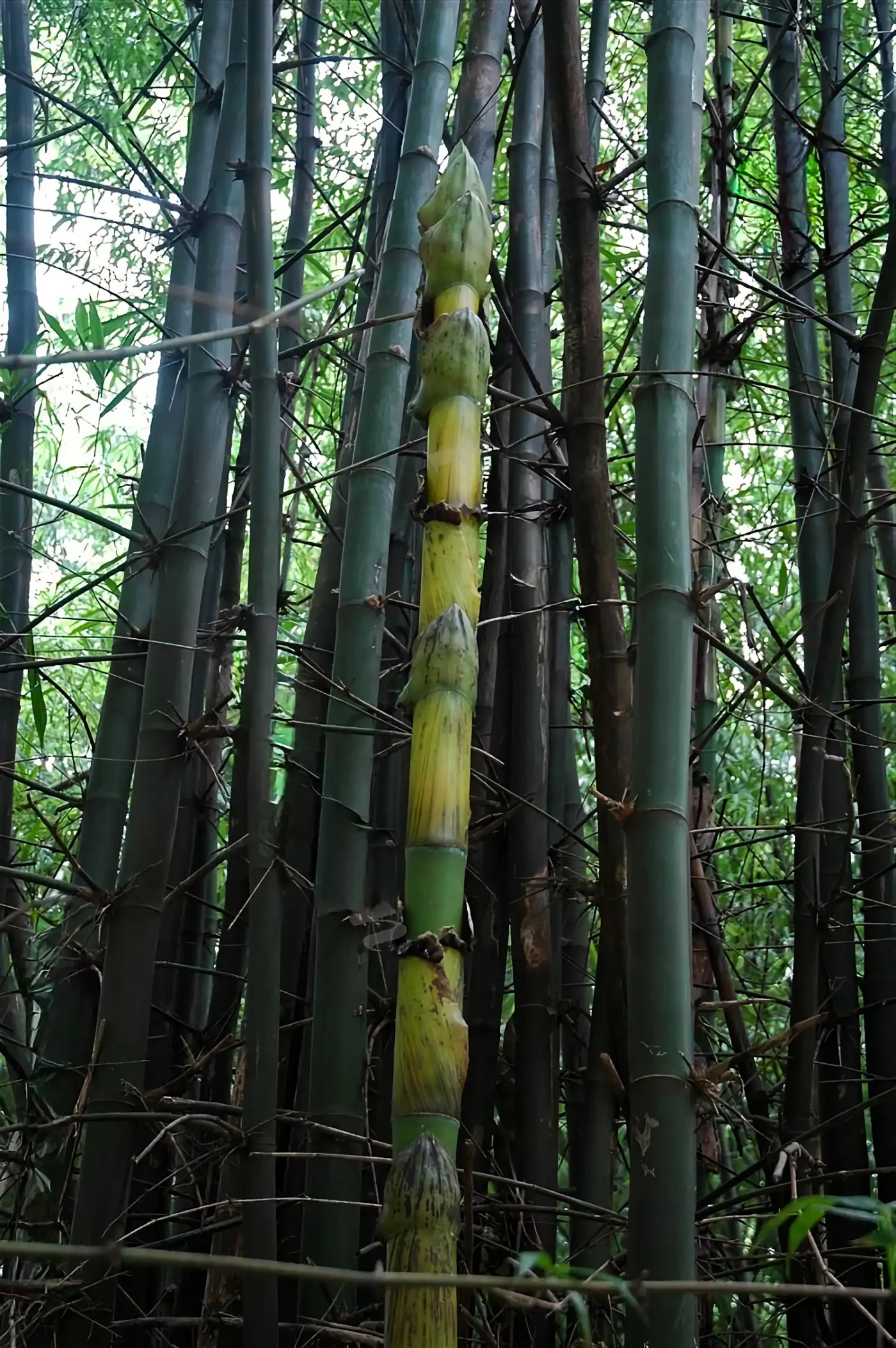 Bambusa lapidea