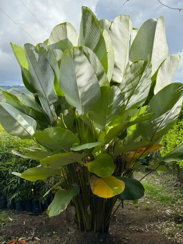 Plantas de Calathea lutea (Bijao) - Guadua Bamboo SAS