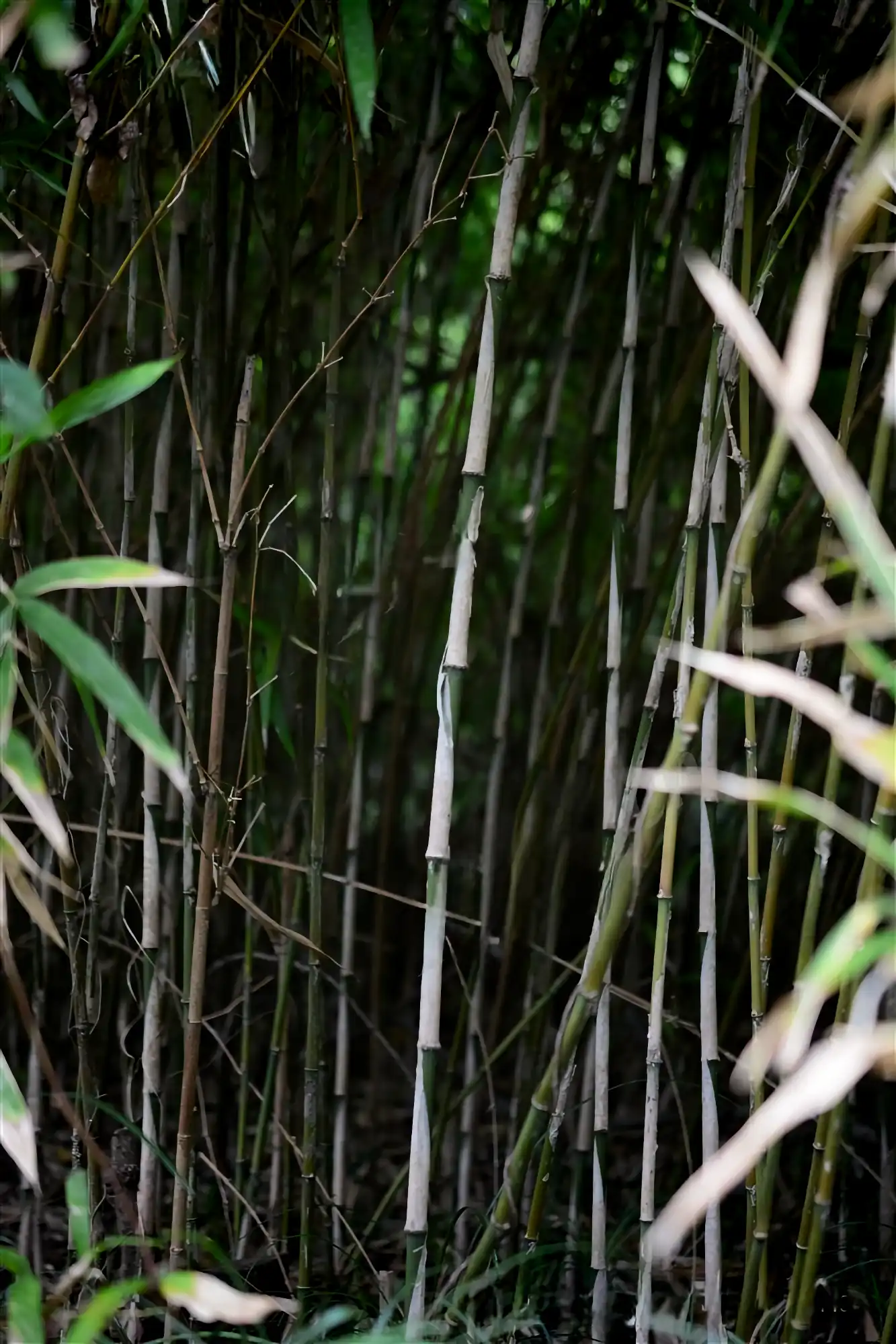 Chimonobambusa marmorea (Bambú Marmolado)