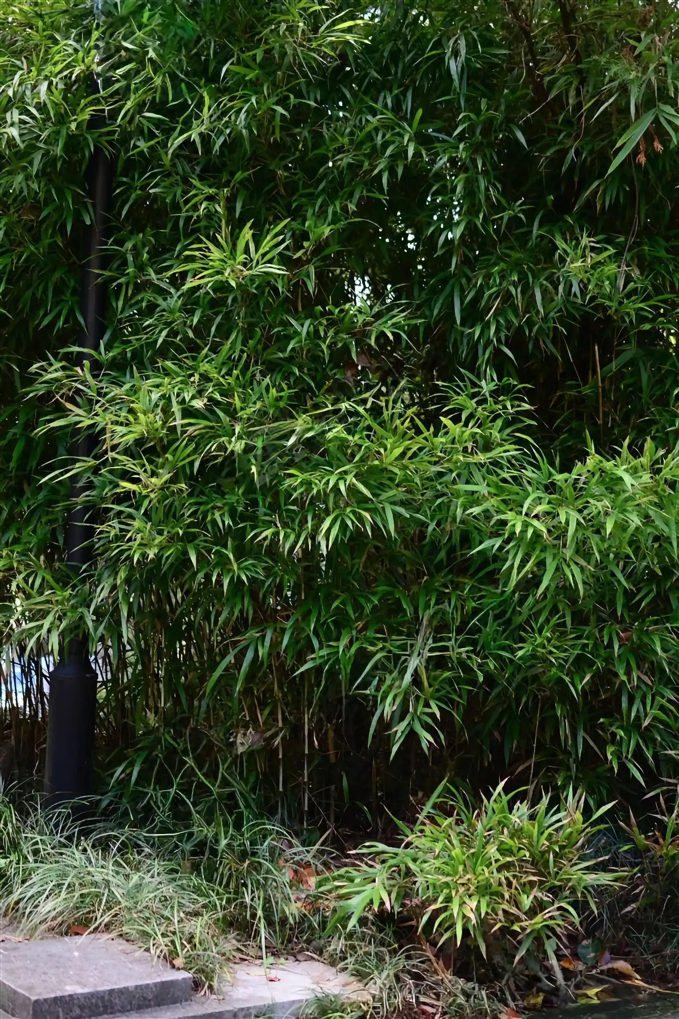 Chimonobambusa marmorea (Bambú Marmolado)