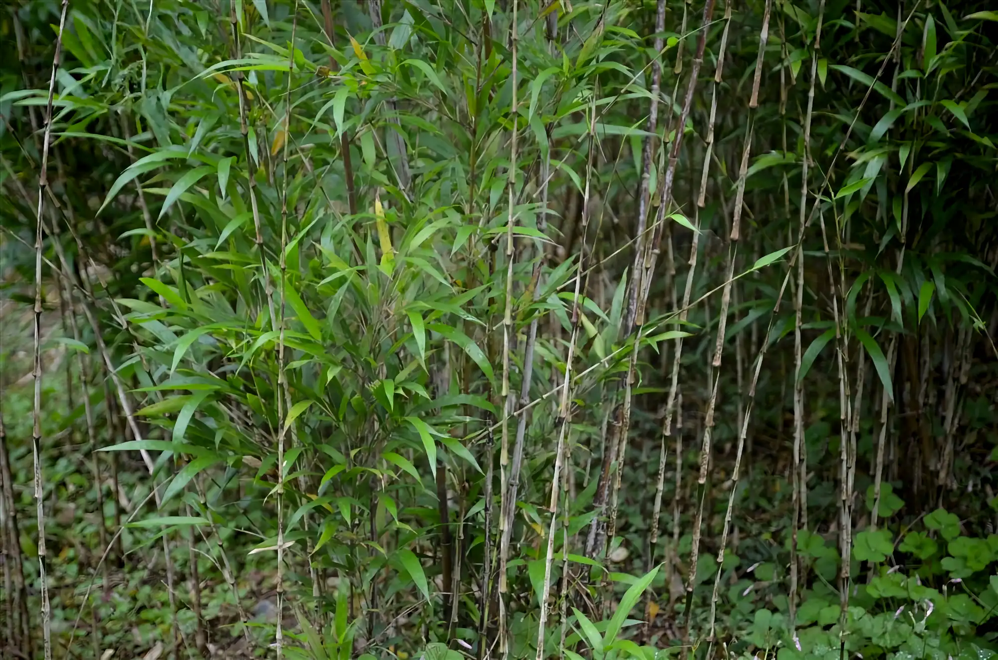Chimonobambusa marmorea (Bambú Marmolado)