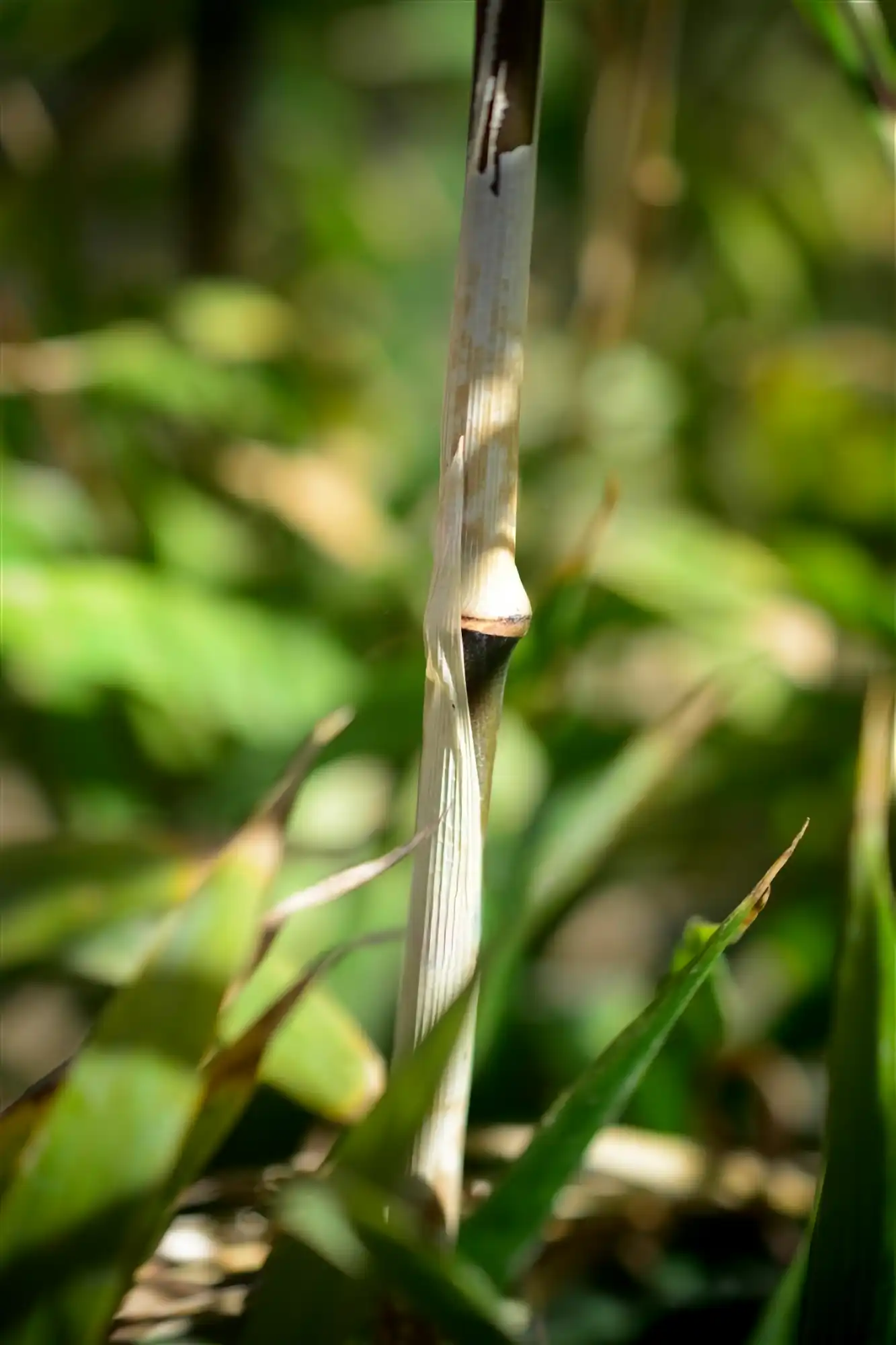 Chimonobambusa marmorea (Bambú Marmolado)