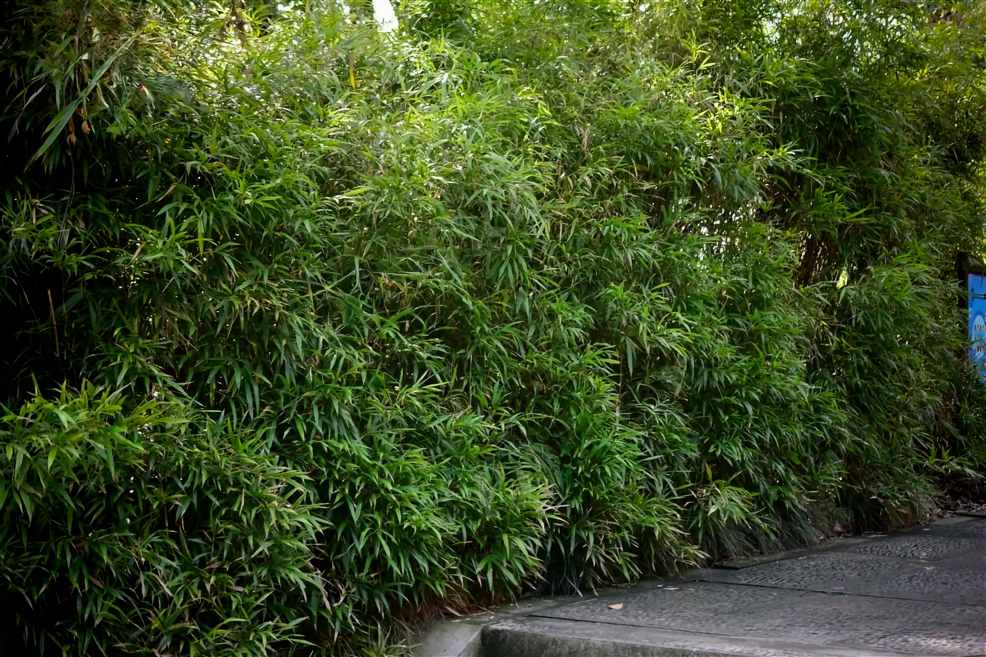 Chimonobambusa marmorea (Bambú Marmolado)