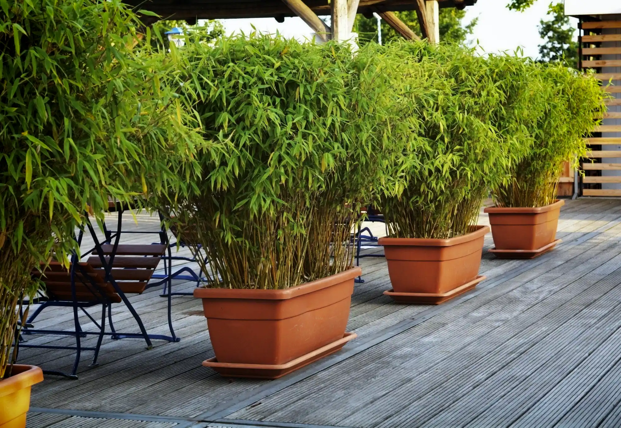 Chimonobambusa marmorea (Bambú Marmolado)