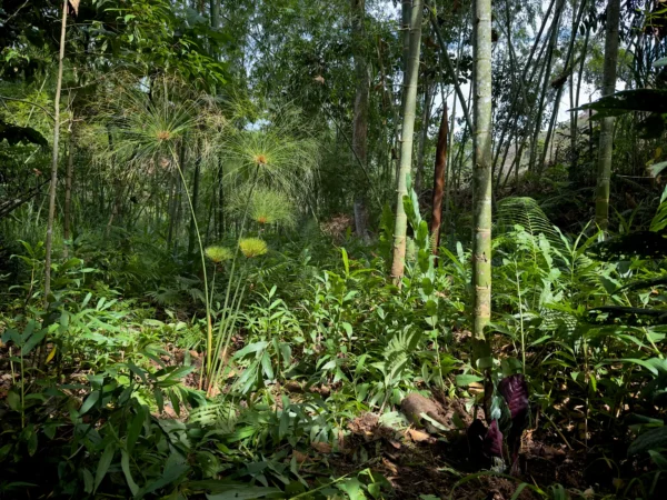 Cyperus papyrus (Papiro)