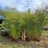 Cyperus papyrus (Papiro)