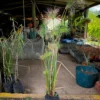 Cyperus papyrus (Papiro)