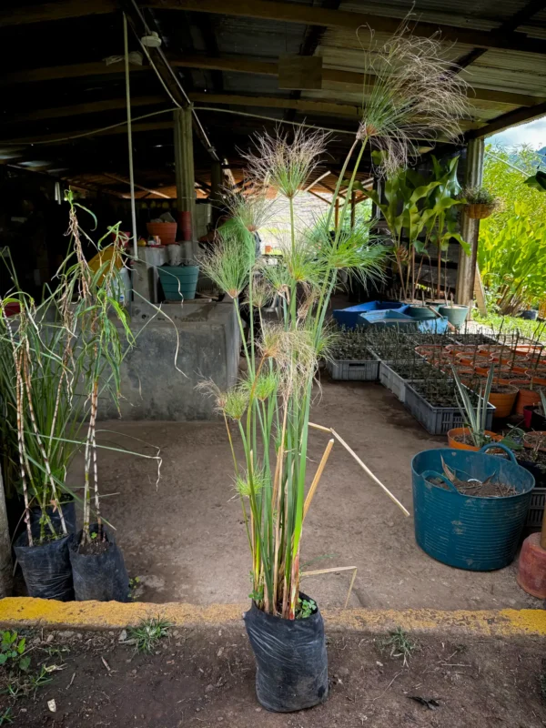 Cyperus papyrus (Papiro)