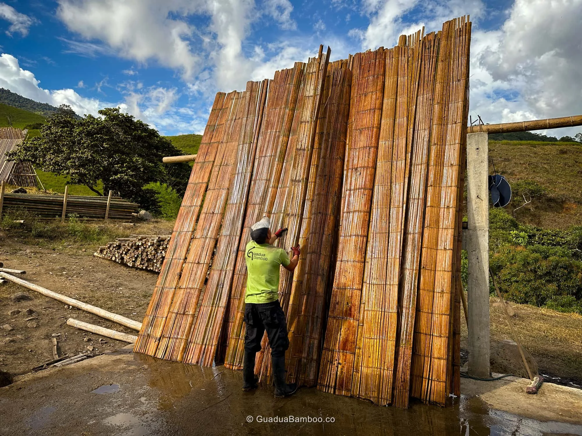 Inmunización de Esterilla de Guadua Bambú