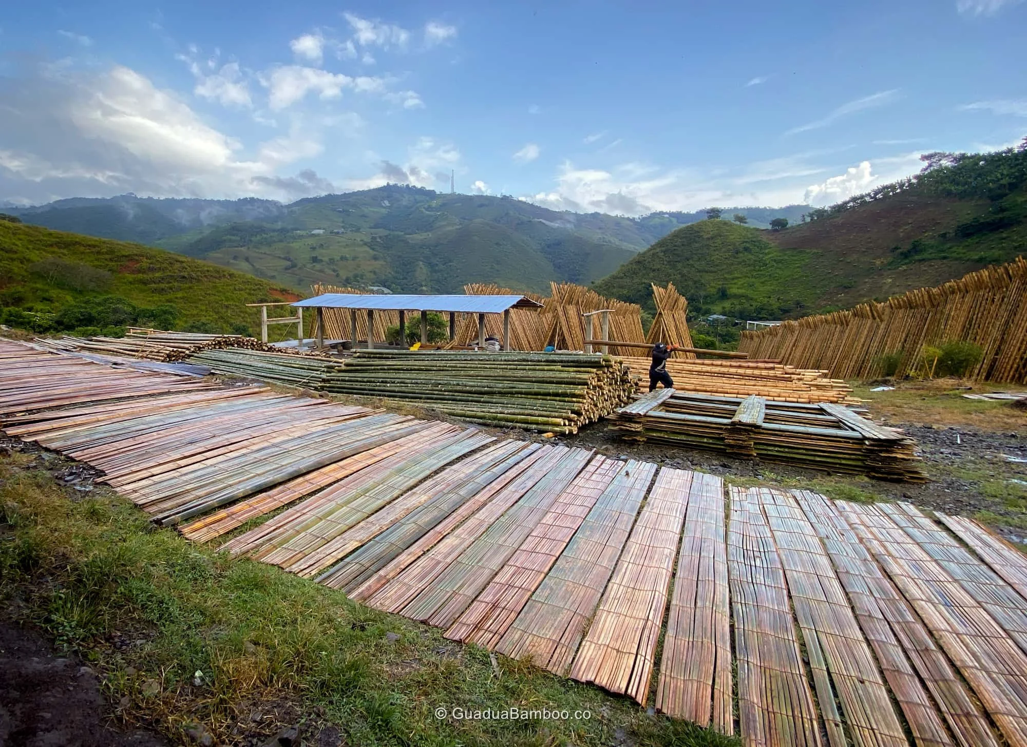 Secado de Esterilla de Guadua Bambú