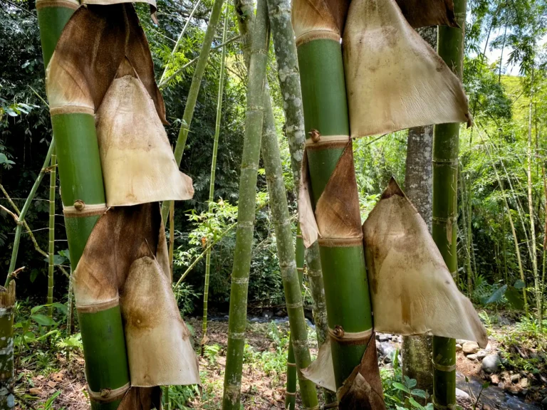 Culmos de Guadua angustifolia en Colombia