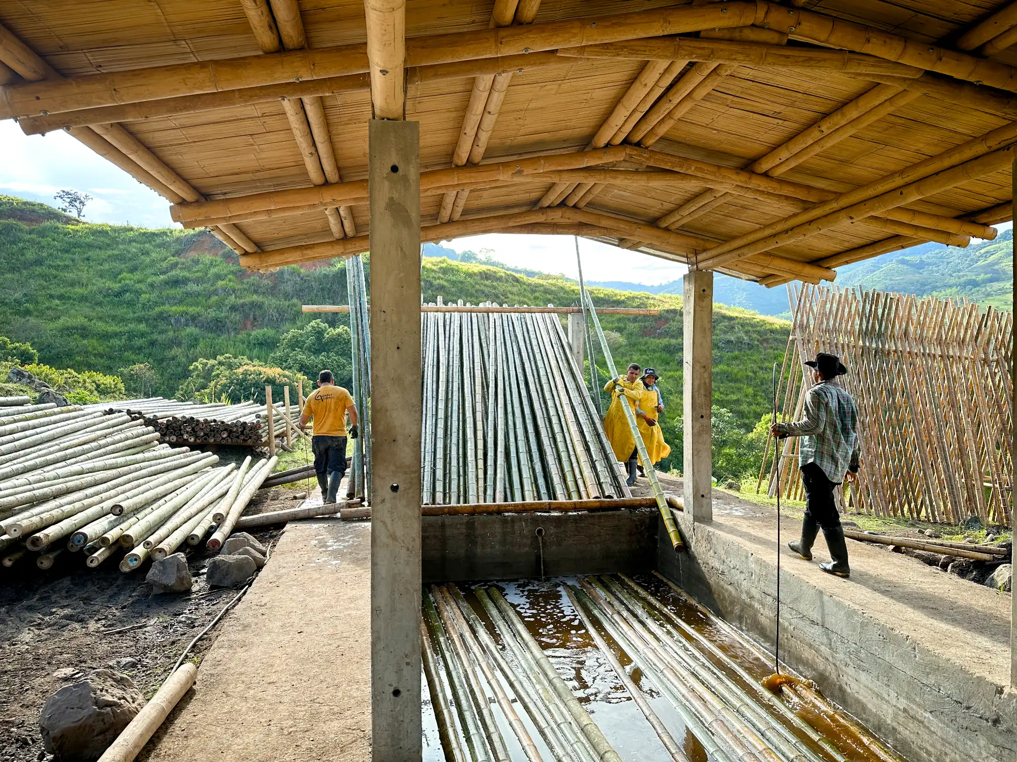 guadua-inmunizacion Inmunización de guadua en tanque