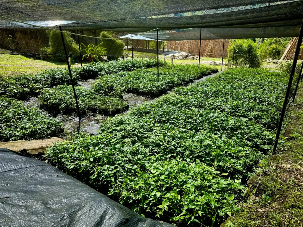 vivero-plantas-de-bambu Vivero con Plantas de Guadua