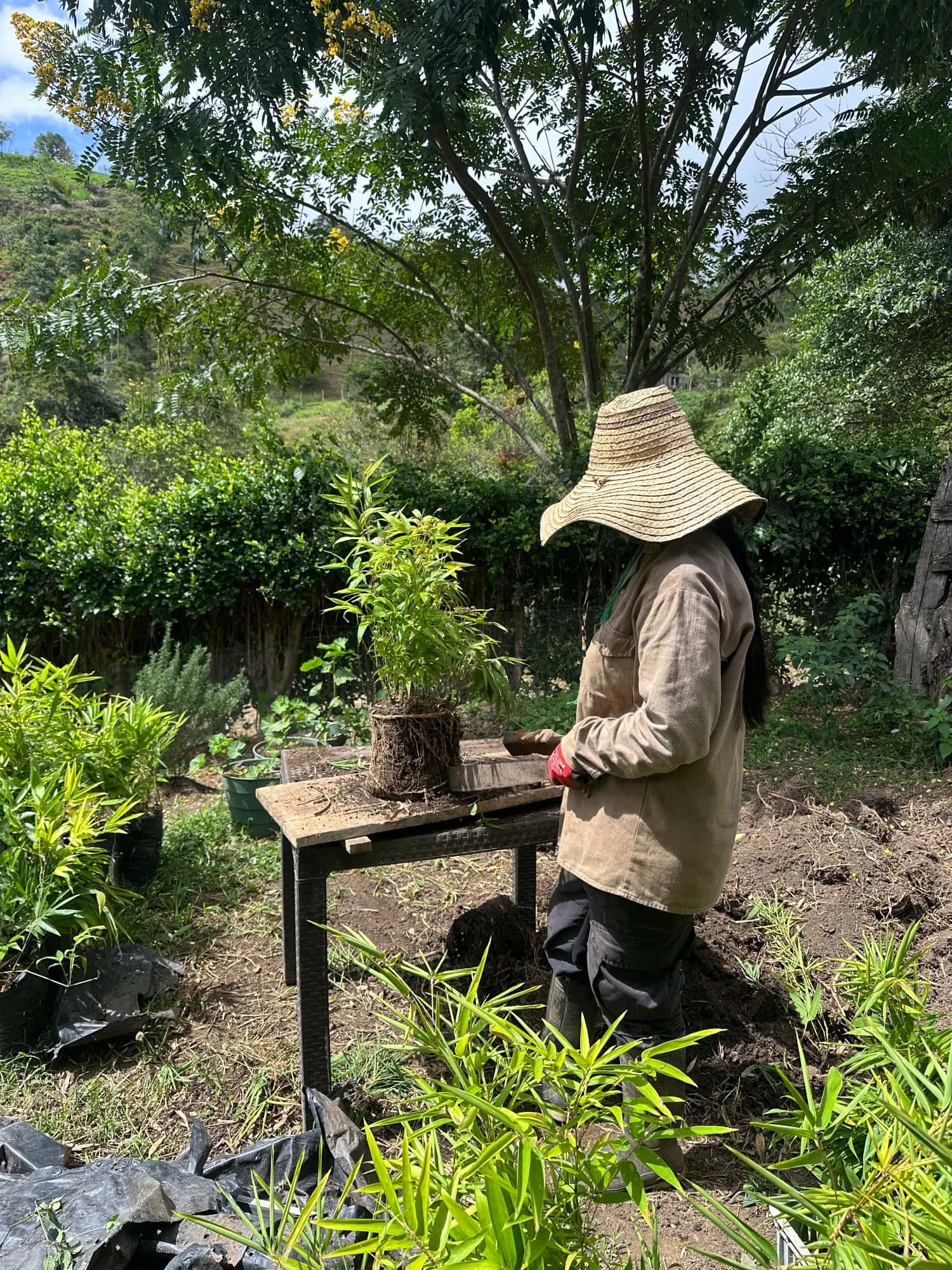 Recorte de raíces de plantas de bambú