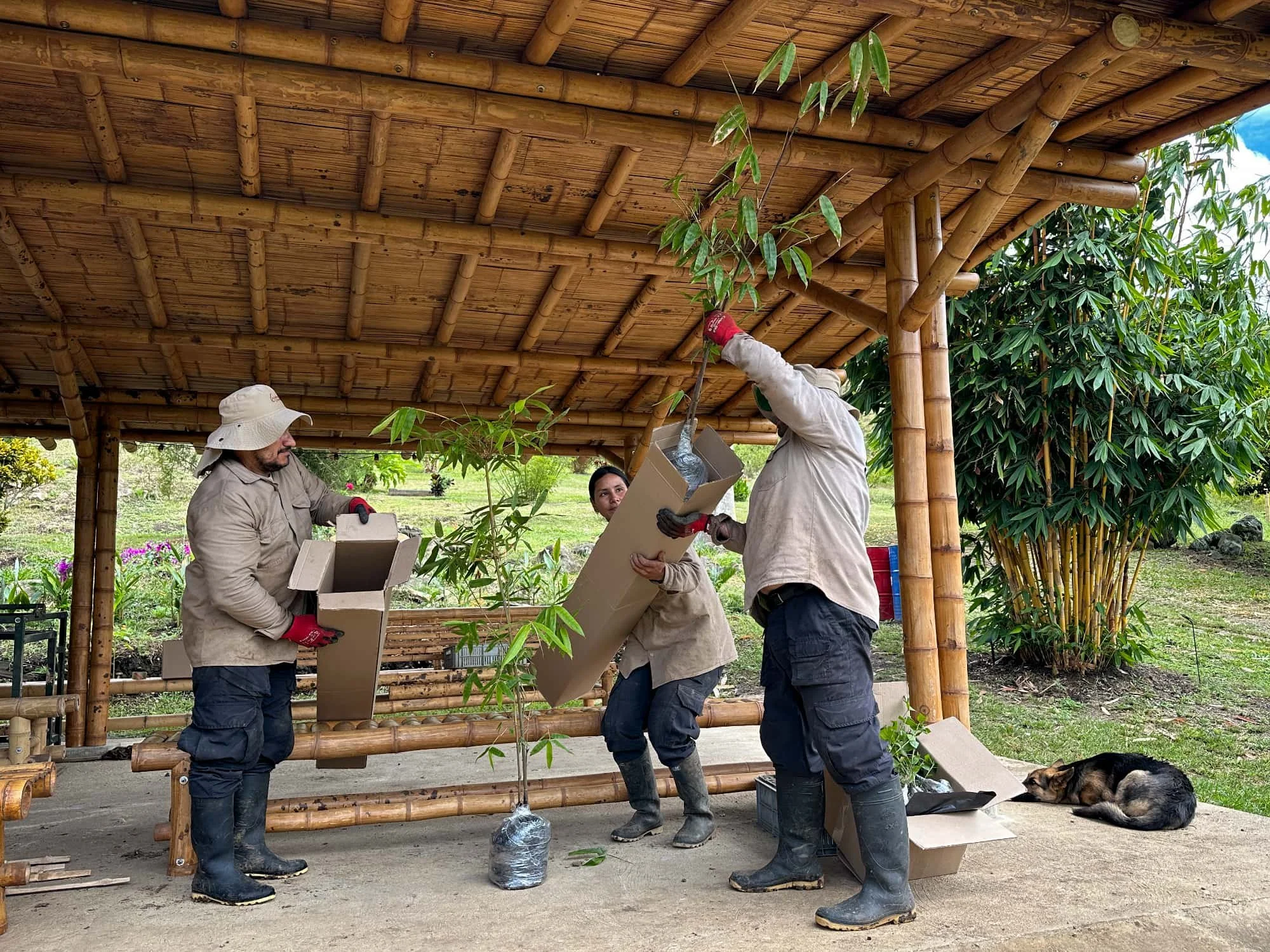 Embalaje de grandes plantas de bambú para el envío