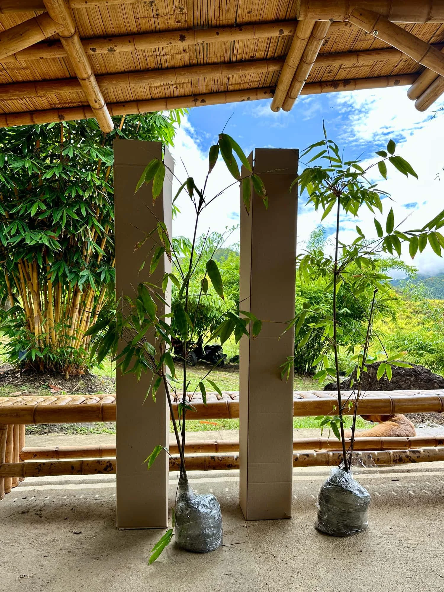 Embalaje de grandes plantas de bambú para el envío