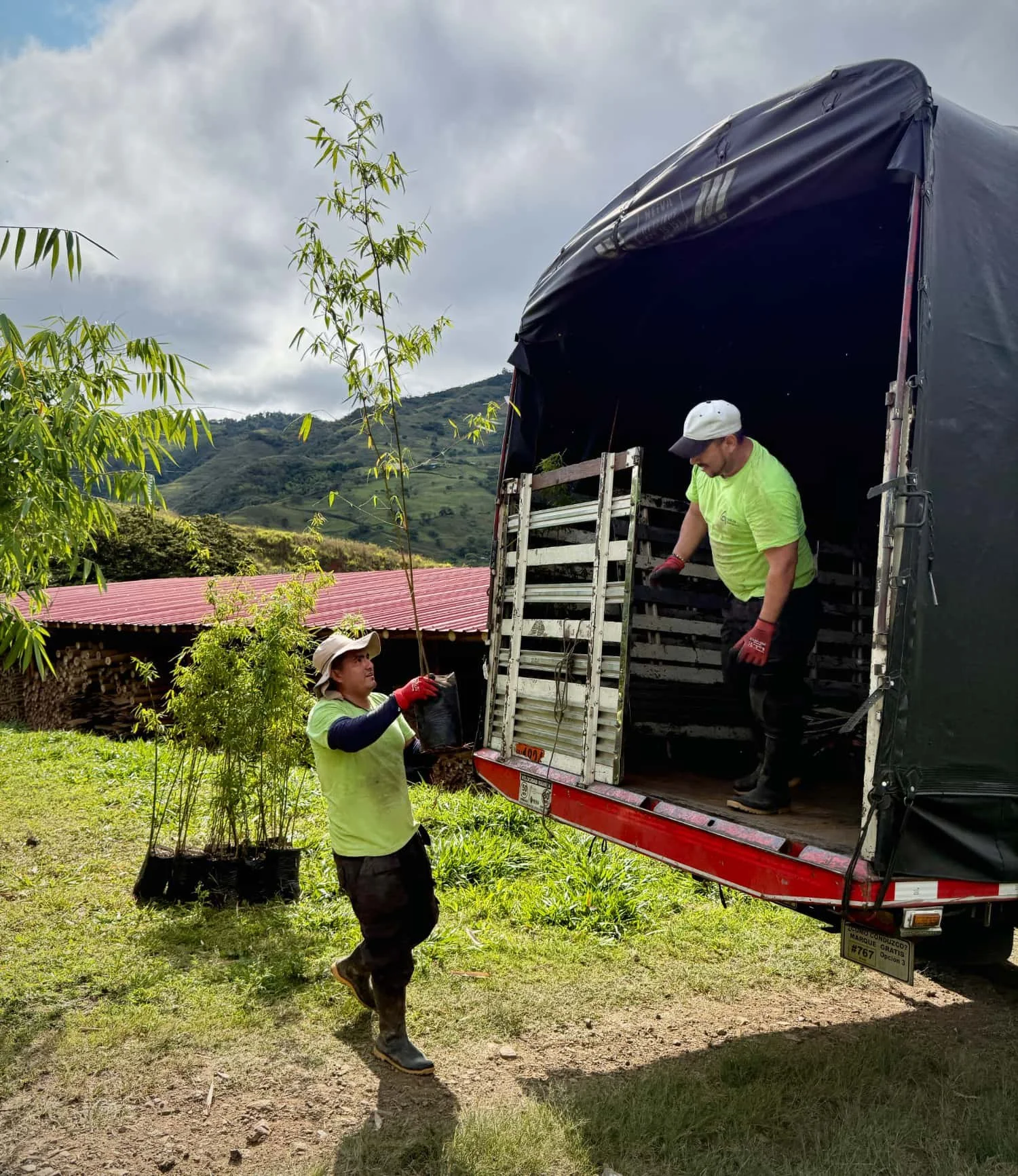 Cargar grandes plantas de bambú en un camión