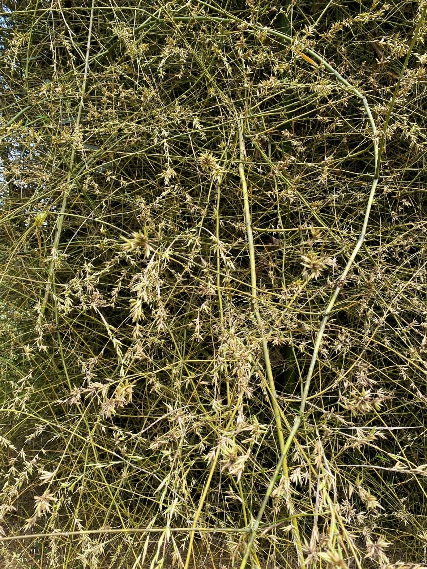 Floración Gregaria del Bambú (Bambusa bambos)