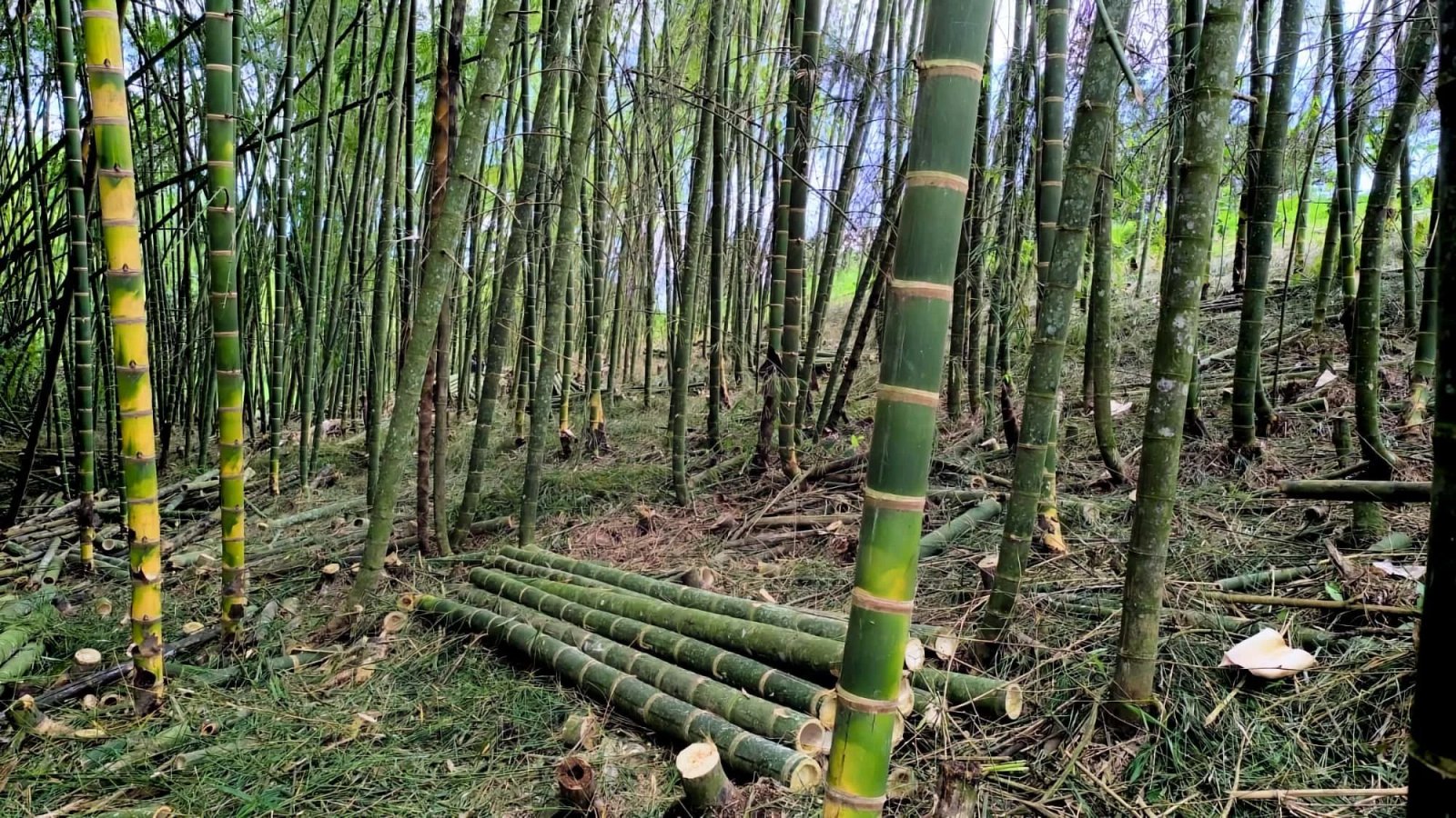 Plantación y cosecha de Guadua angustifolia en Colombia