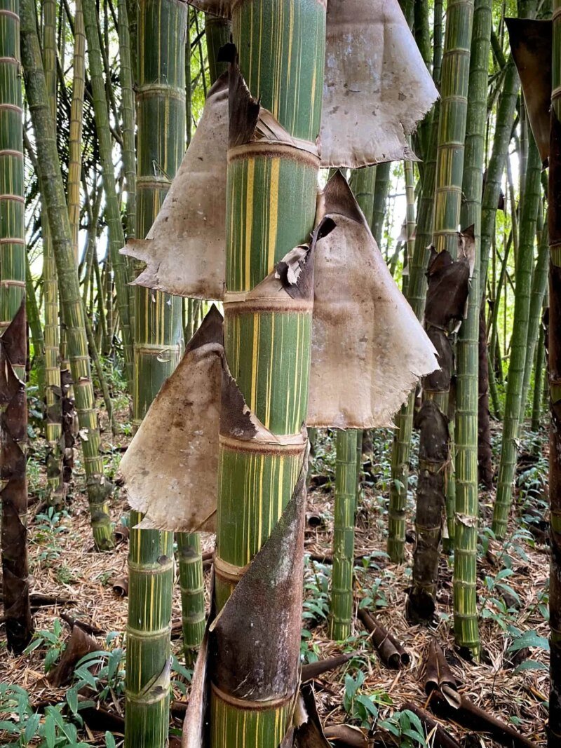 Guadua angustifolia var. bicolor