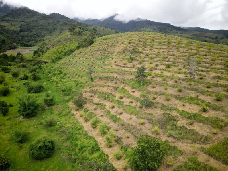 plantacion de bambu guadua colombia 1