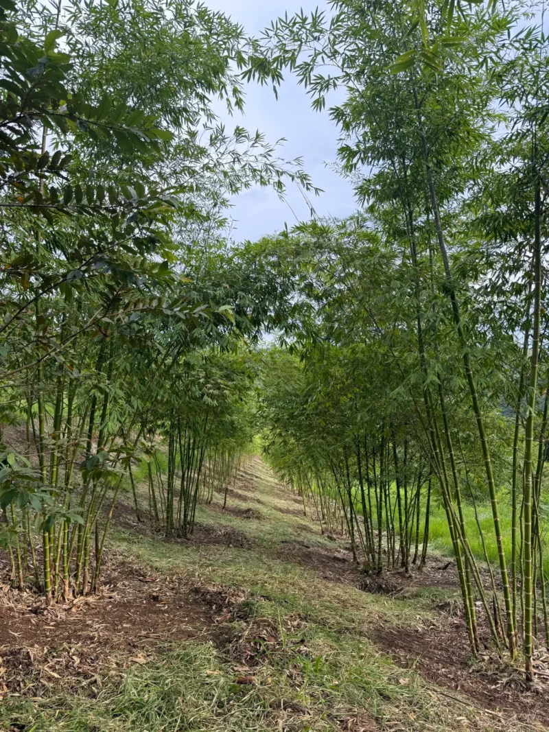 plantacion de bambu guadua colombia 2