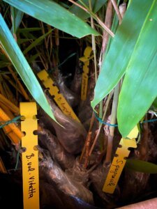 Etiquetas de plantas de bambú