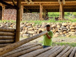 Clasificación e inspección de calidad del bambú guadua rolliza en Colombia