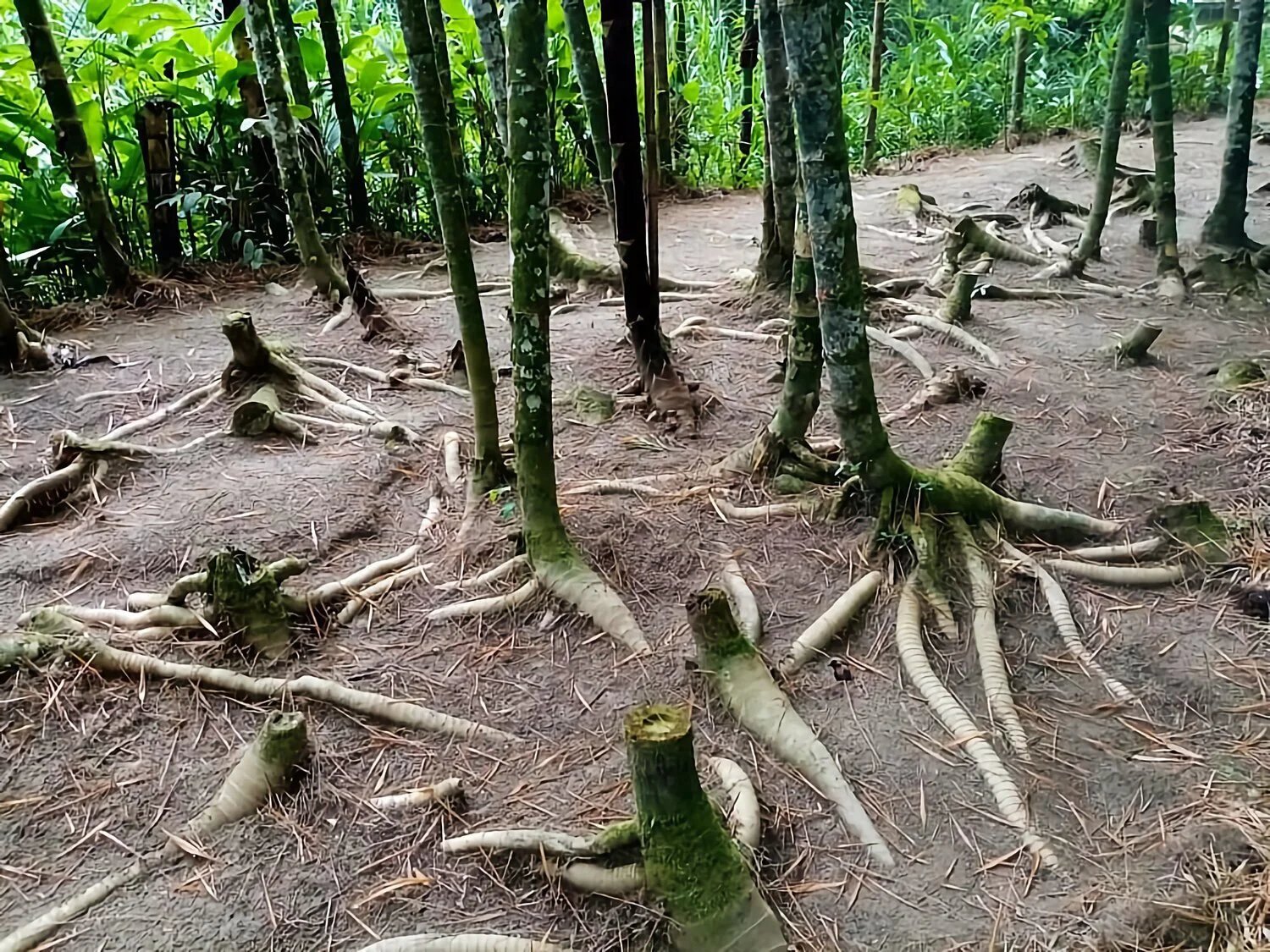 Rizomas de Guadua angustifolia