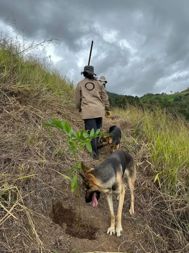 siembra de bambu guadua colombia