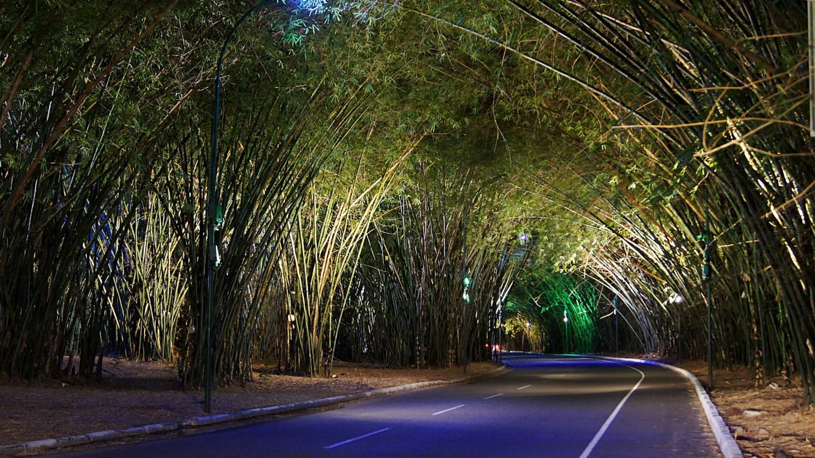 Túnel de bambú para carretera