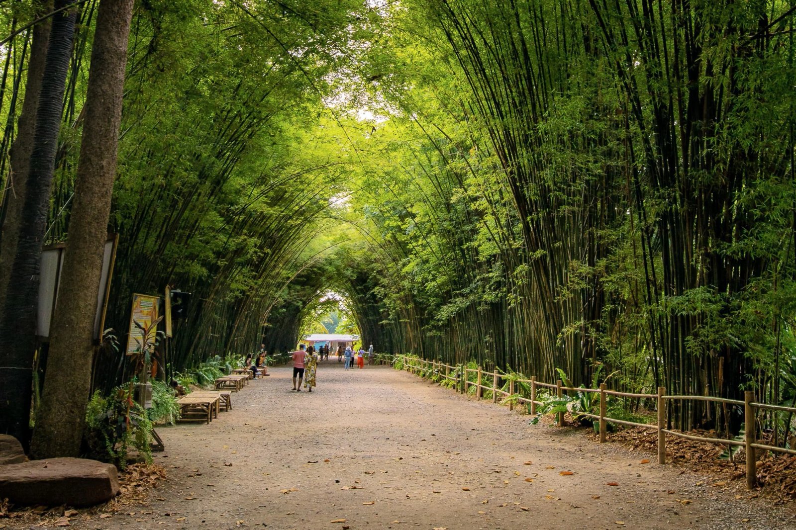 Túnel de bambú para entrada