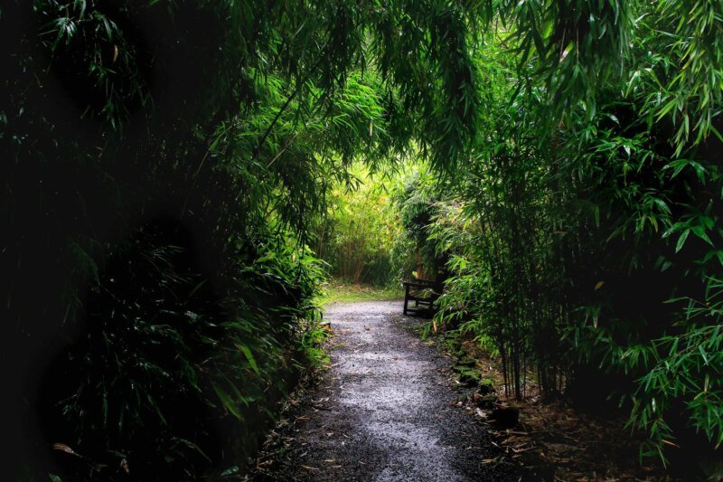 Túnel de bambú para sendero