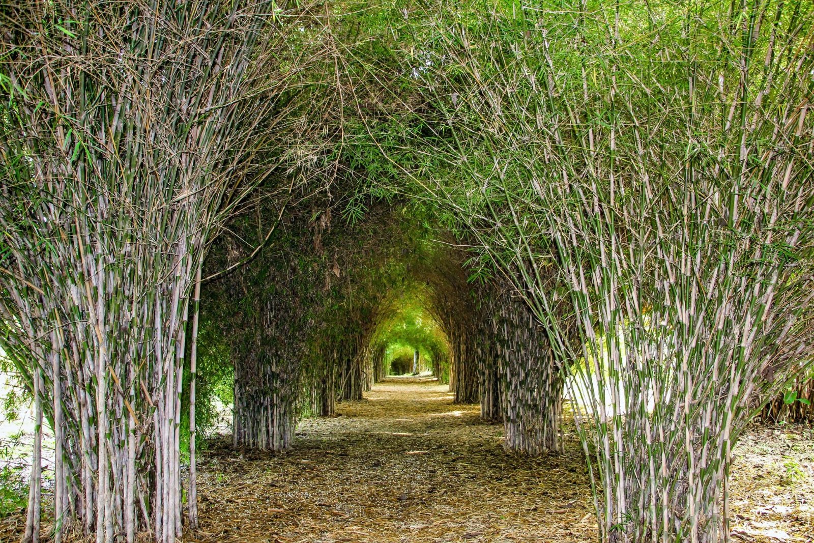 Túnel de bambú para sendero