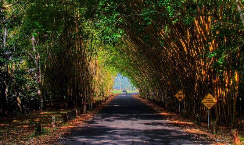 Túnel de bambú para carretera
