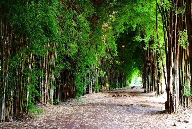 Túnel de bambú para sendero