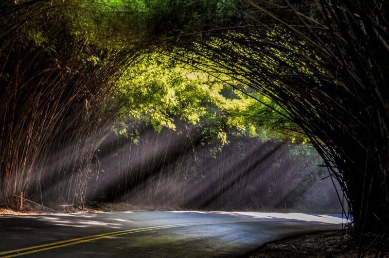 Túnel de bambú para carretera