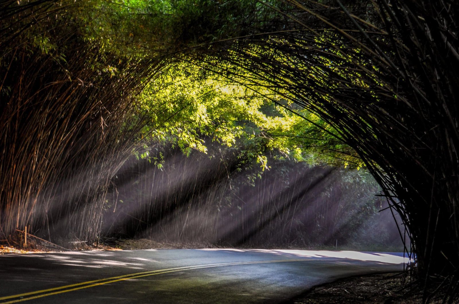 Túnel de bambú para carretera