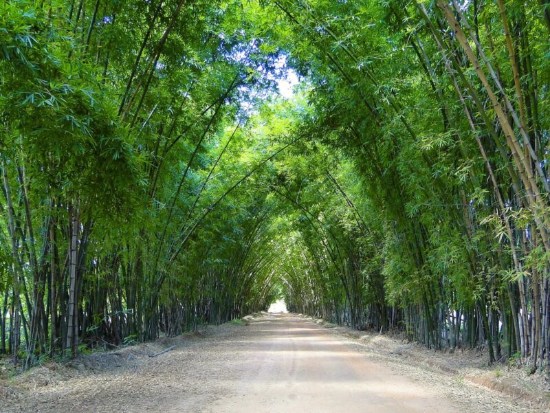 Túnel de bambú para entrada