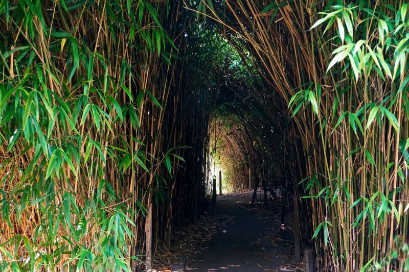 Túnel de bambú para sendero