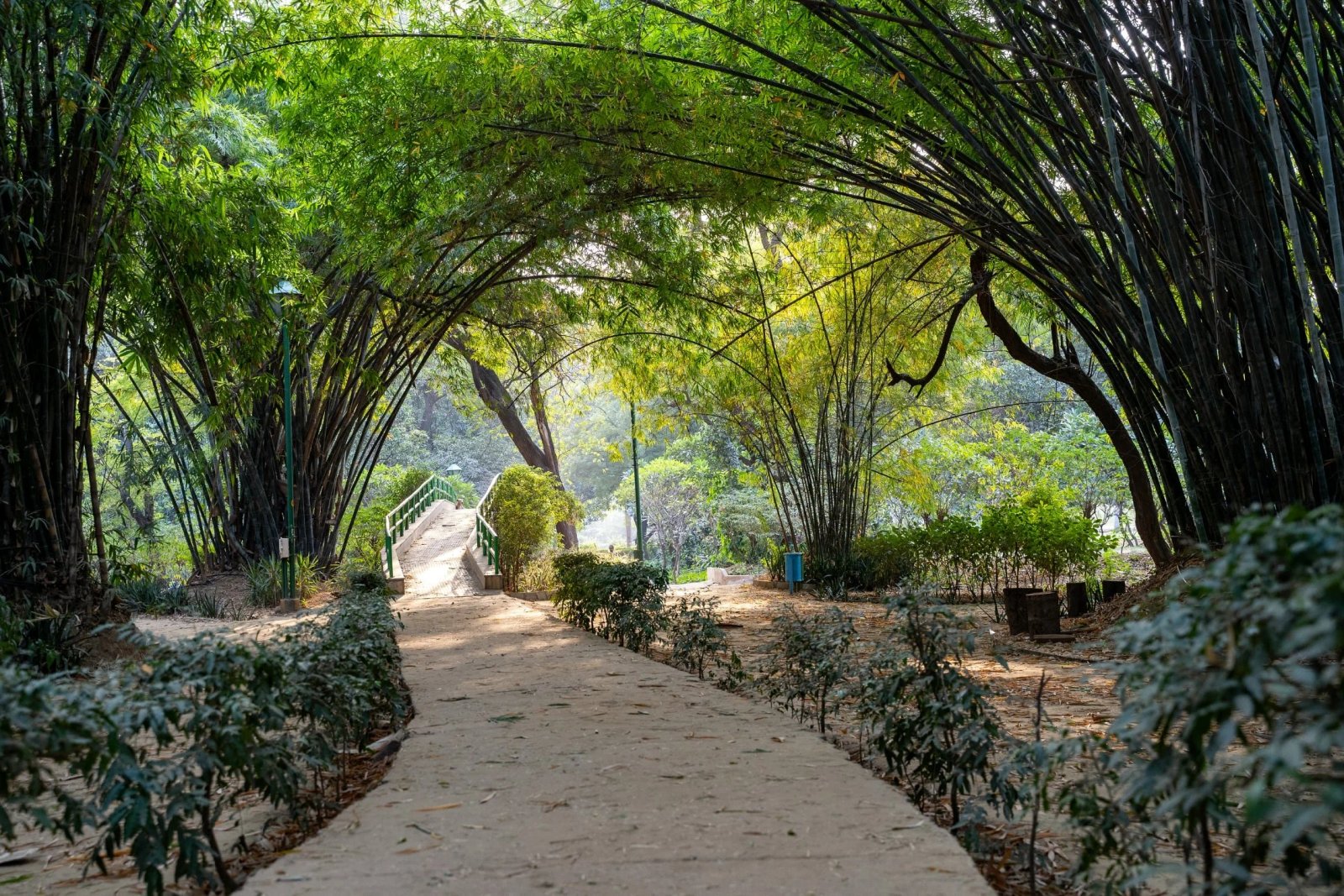 Túnel de bambú para sendero