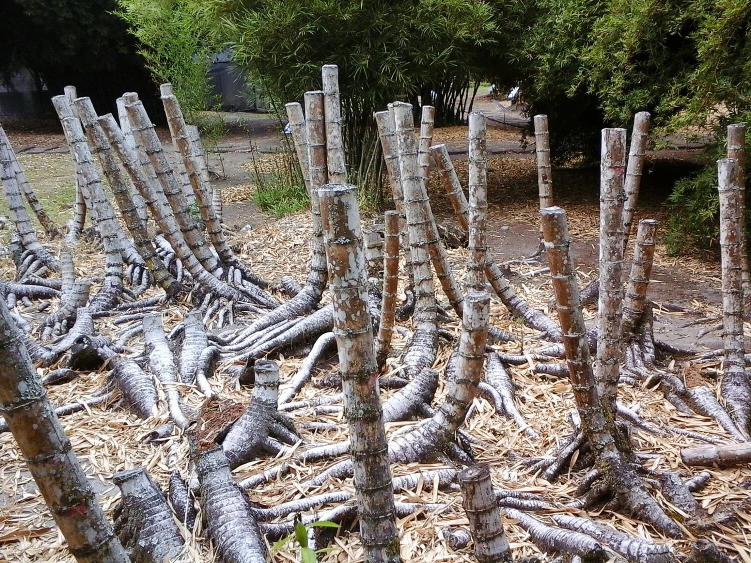 Rizomas de Guadua angustifolia